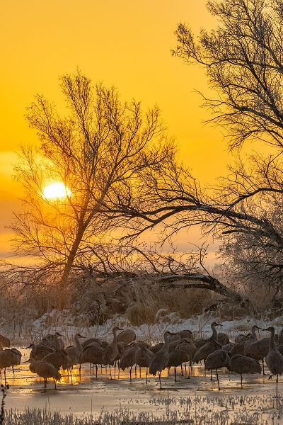 Jaynes Gallery 아티스트의 USA-New Mexico-Bernardo Wildlife Management Area-Sandhill cranes in icy water on foggy sunrise작품입니다.